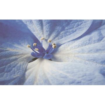Плитка-декор настенный Paradyz Acapulco 40x25, Blue, Kwiat