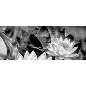 Плитка-декор настенный Керамин Элегия 50х20, 1 тип 1 черный